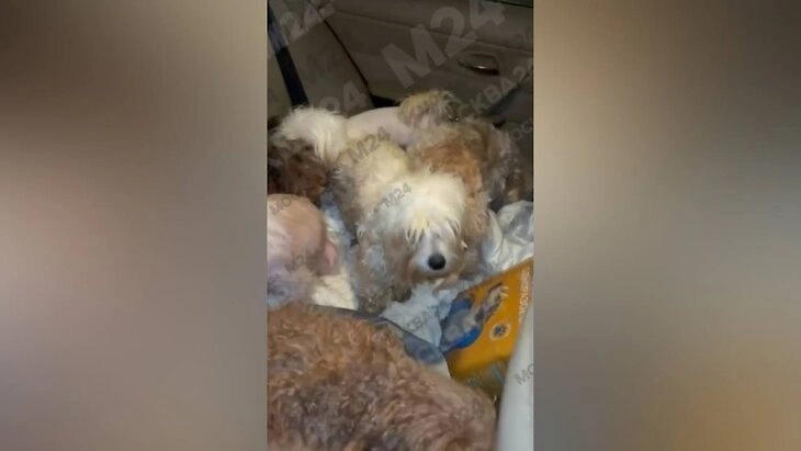 Собака в квартире. Фото © «Москва 24»