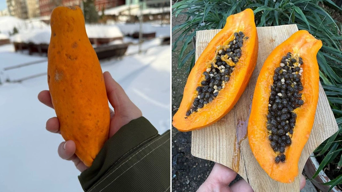 Фото © «Аптекарский город МГУ»