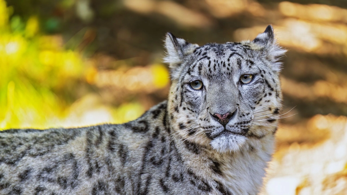 дикая кошка