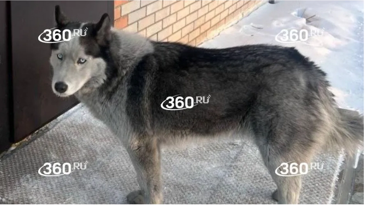 Собака уже год ждёт хозяина с фронта. Фото © 360.ru