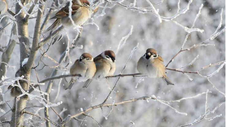 Перепись показала, что в России обитает около 45 миллионов воробьёв