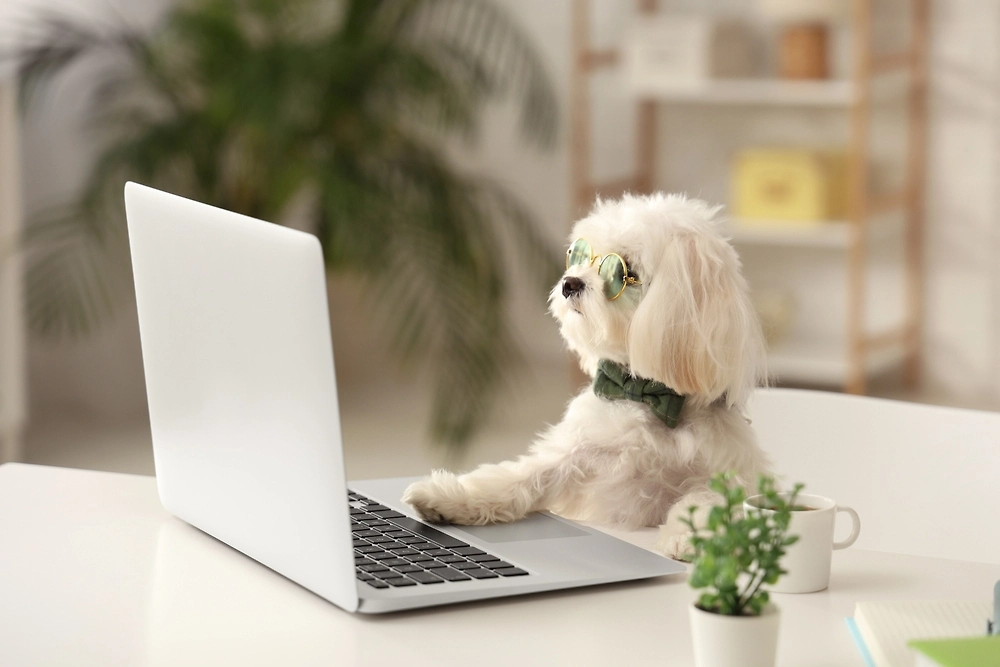 Питомцы в офисе: новый тренд среди российских компаний. Фото © Shutterstock / FOTODOM / Pixel-Shot