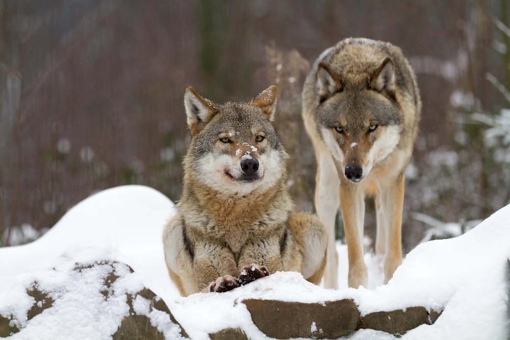 Фото © Shutterstock&nbsp;/ FOTODOM / kochanowski