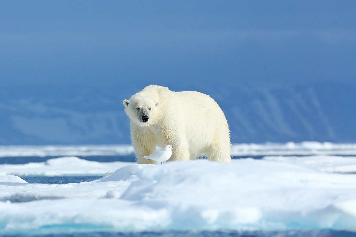 Обложка © Shutterstock / FOTODOM / Ondrej Prosicky