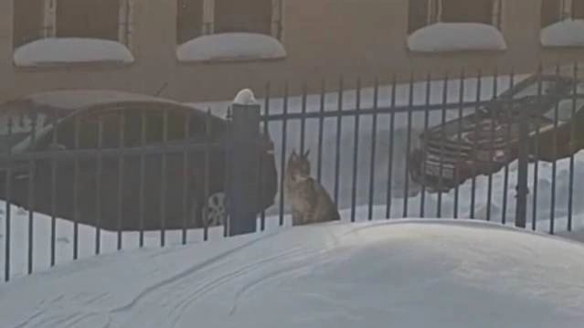 Потерявшийся в Кирове рысёнок. Фото © VK / Большое гнездо, помощь животным
