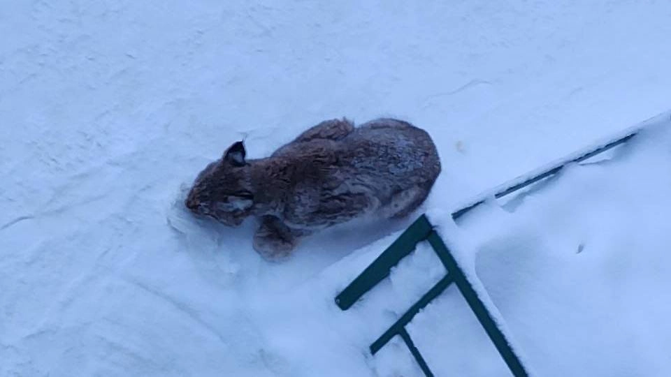Потерявшийся в Кирове рысёнок. Обложка © VK / Большое гнездо, помощь животным