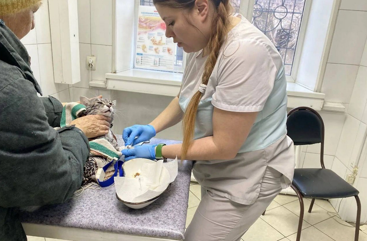 Обложка © Telegram / Ассоциация ветеринарии Иркутской области