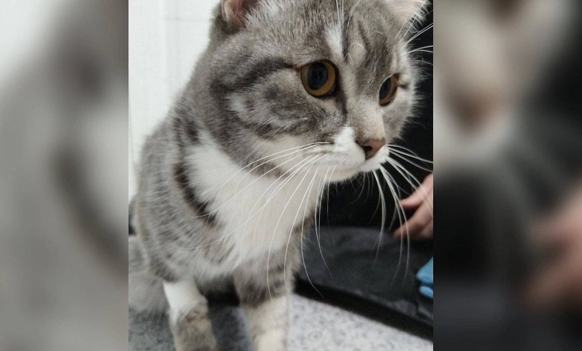 Кот после выздоровения. Фото © Telegram / Ассоциация ветеринарии Иркутской области