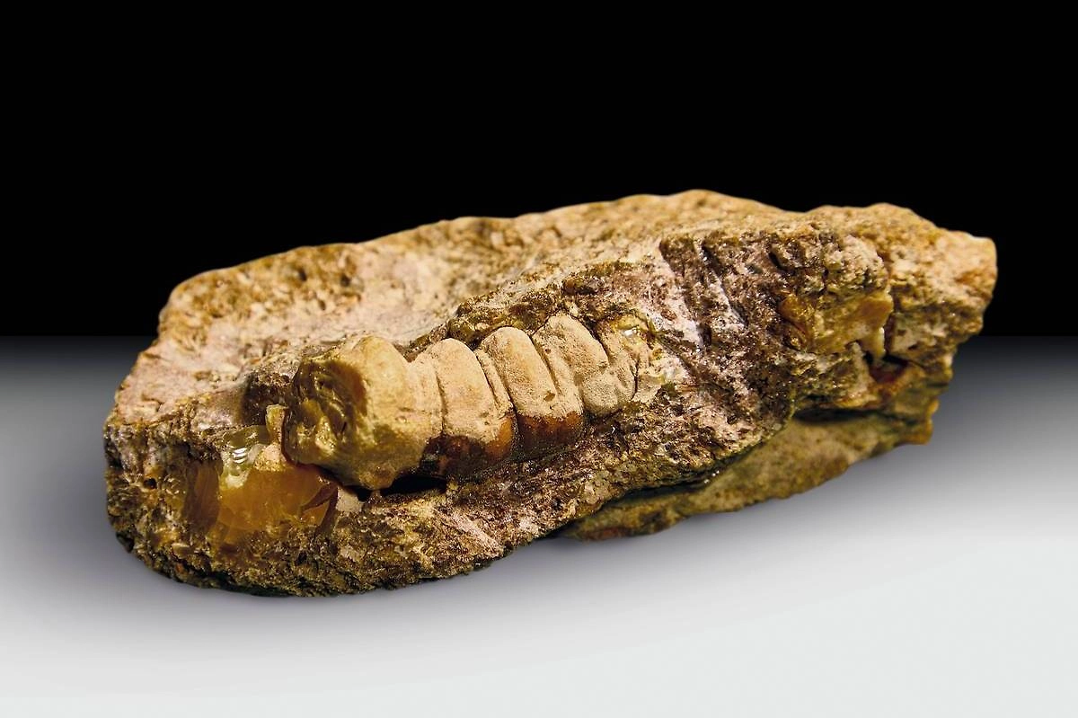 Обложка © Официальный сайт калининградского янтарного комбината