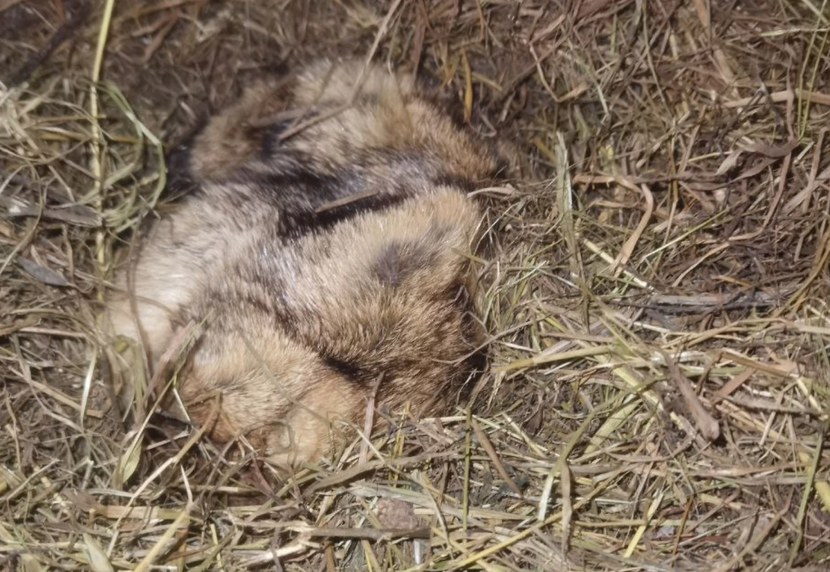 Сурок Филимон впервые не проснулся в «свой» день, предвещая долгую зиму. Фото © Telegram / Приют Белоснежки The Snow White's Shelter