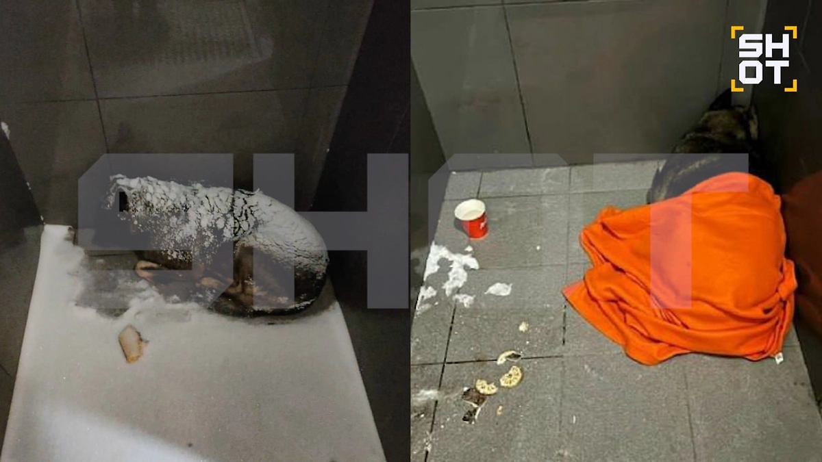 Собака Додобоня в Челябинске. Коллаж © SHOT