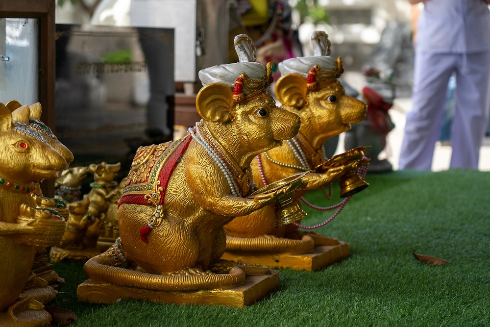 Крыса по китайскому гороскопу: что нужно знать о знаке зодиака. Фото © Shutterstock / FOTODOM / Zorrillocojo