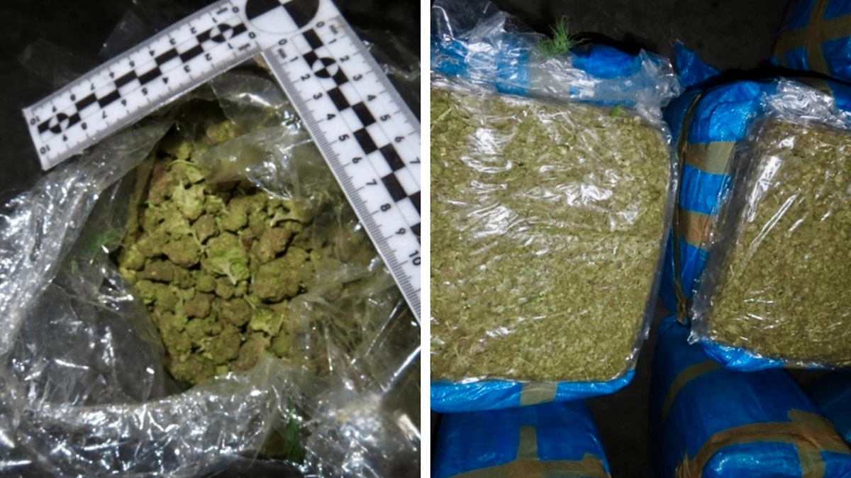 Более 122 кг марихуаны изъяли дагестанские таможенники из фуры Азербайджана. Фото © Пресс-служба Северо-Кавказского таможенного управления