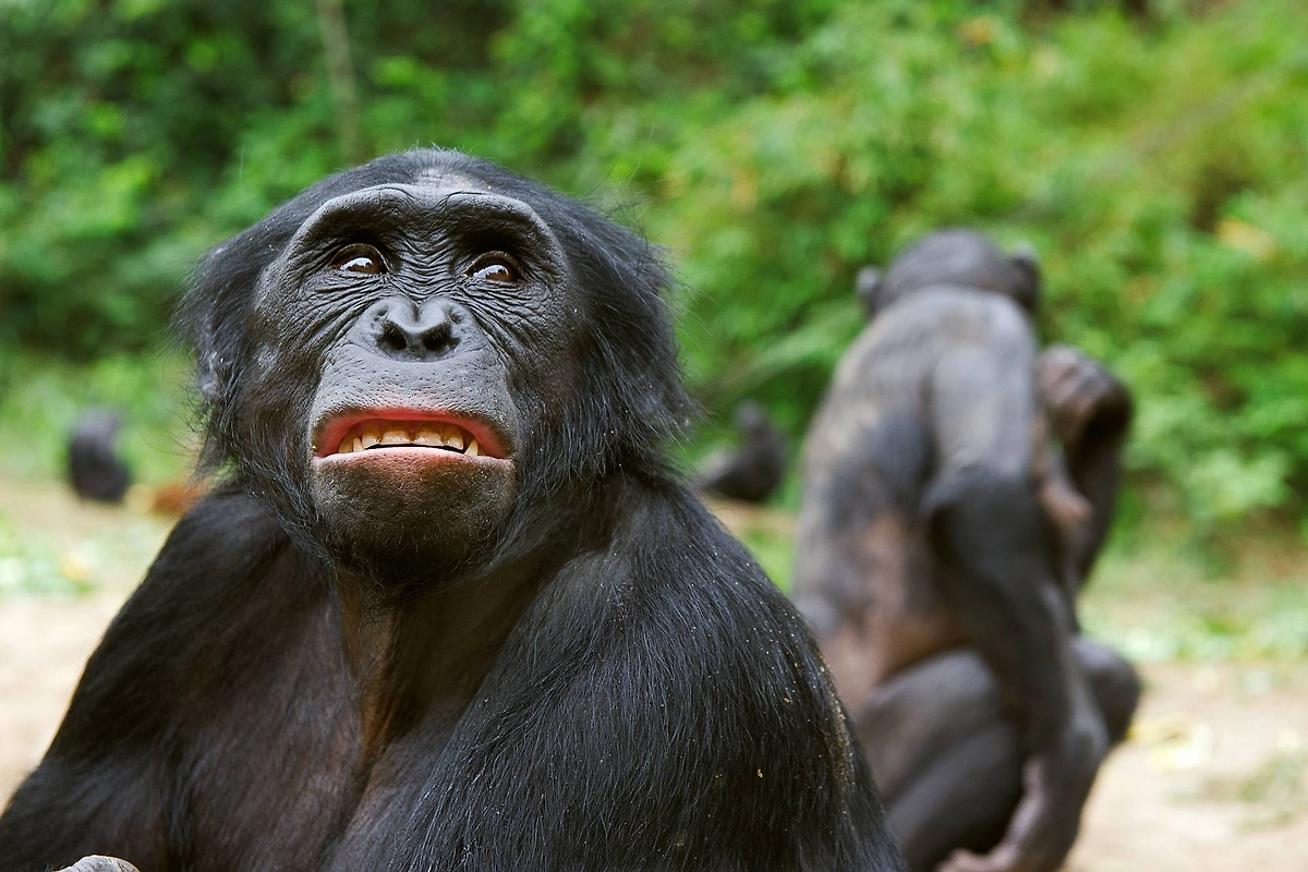 Свиньи употребляют алкоголь: факты и научные исследования. Фото © Shutterstock / FOTODOM / Sergey Uryadnikov