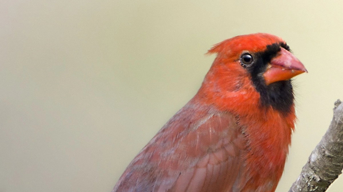 Обложка © птица