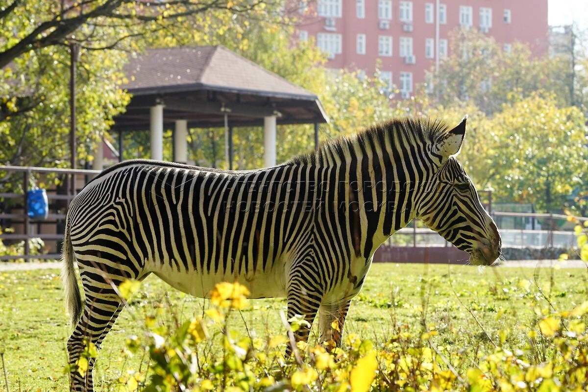 Подпись к фотографии