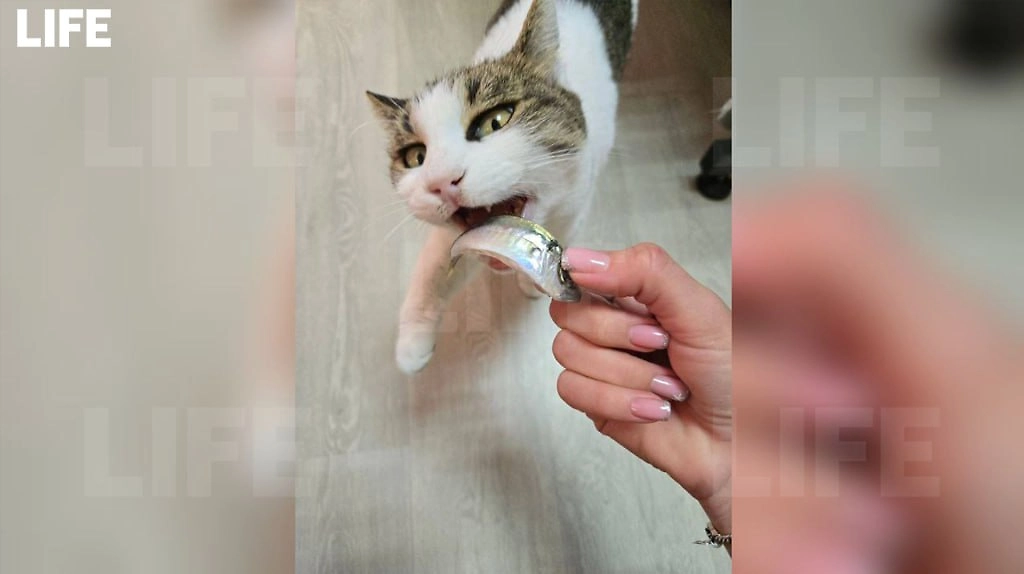 Кошка Муся из «Ласточкина гнезда». Фото © Life.ru