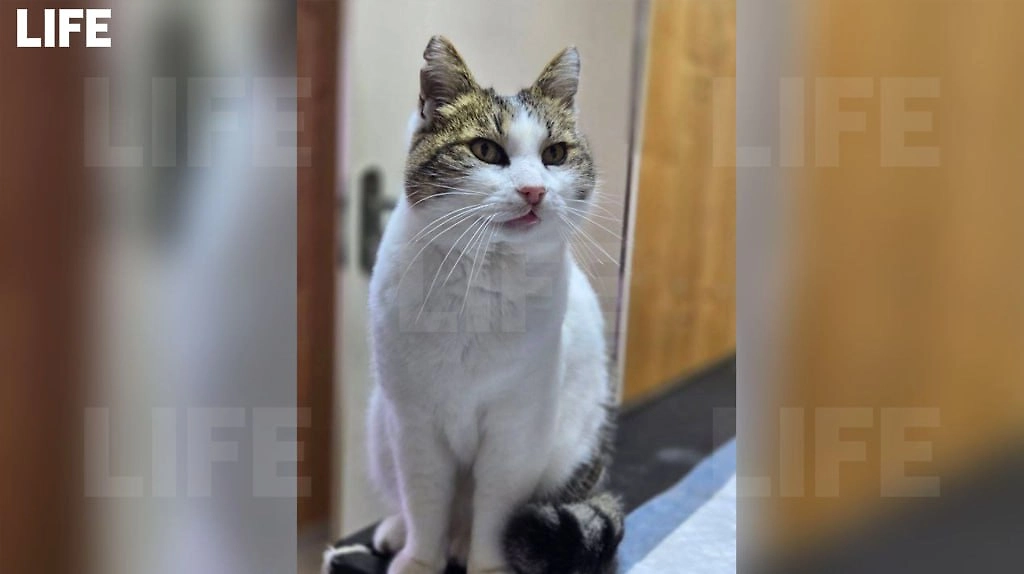 Кошка Муся из «Ласточкина гнезда». Фото © Life.ru