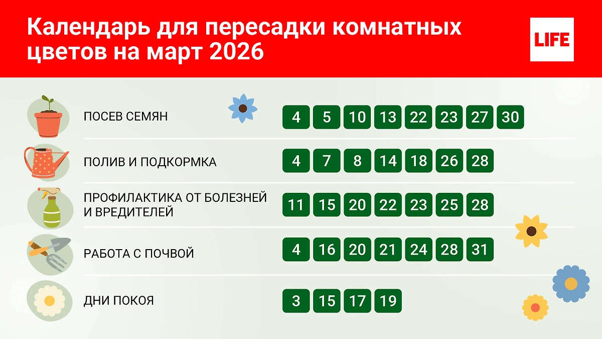 Таблица самых благоприятных дней для ухода за комнатными растениями на март 2026 года: что говорит лунный календарь? © Инфографика Life.ru 