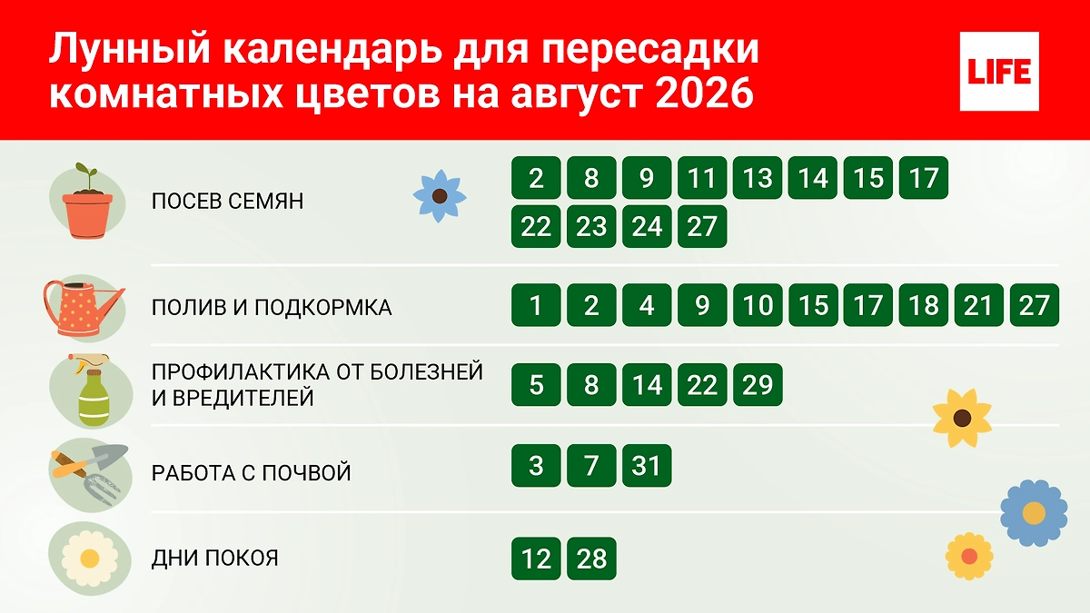 Лунный календарь на август 2026: как и в какие дни ухаживать за домашними растениями? © Инфографика Life.ru