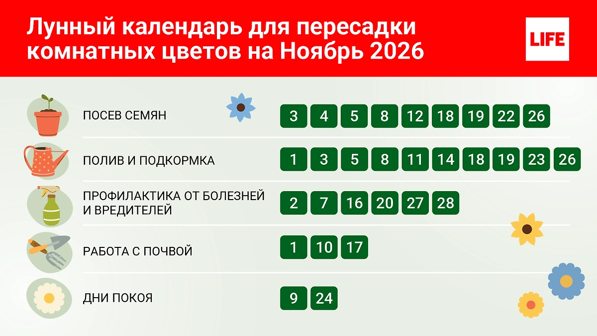 Лунный календарь по уходу за растениями на ноябрь 2026: какой уход необходим цветам в середине осени? © Инфографика Life.ru