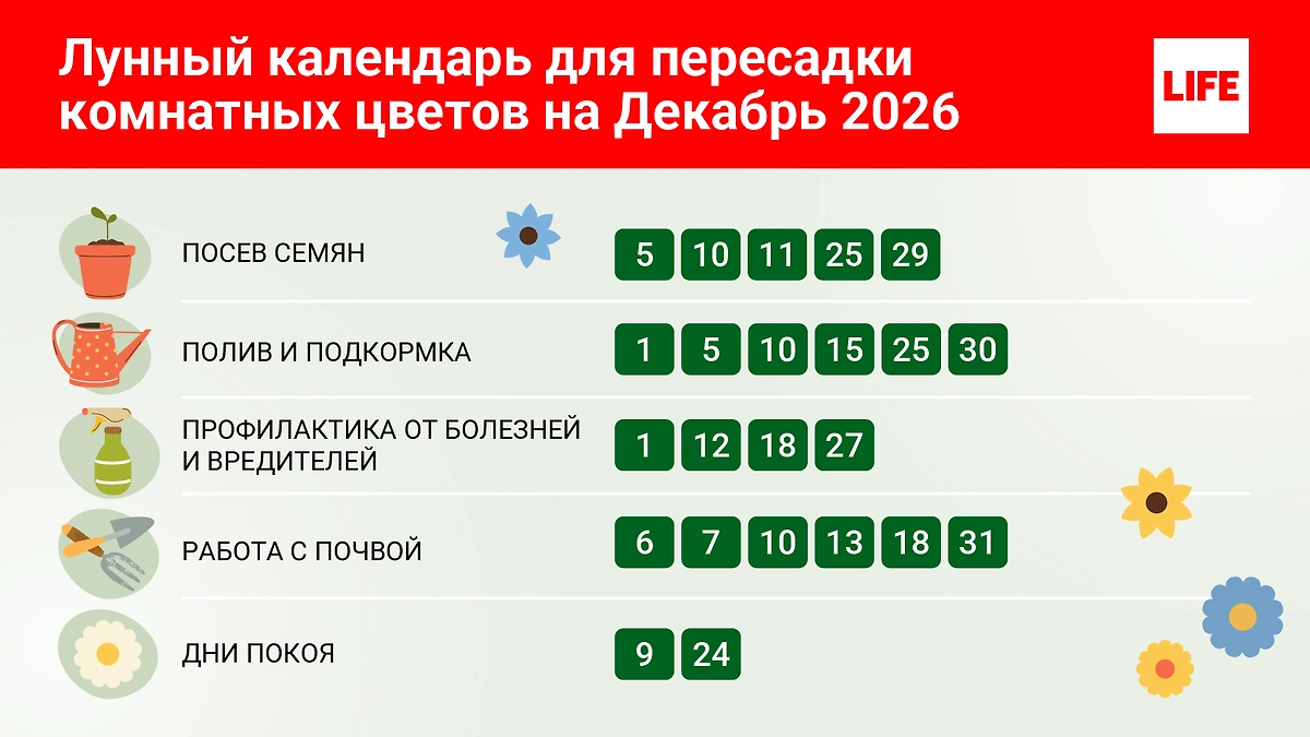 Лунный календарь по пересадке и уходу за комнатными растениями на декабрь 2026: как пересаживать, когда поливать и чем удобрять? 