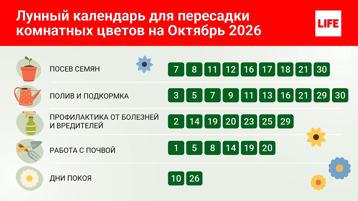 Лунный календарь 2026: как ухаживать за комнатными растениями в октябре? Можно ли пересаживать? Чем и когда удобрять? © Инфографика Life.ru