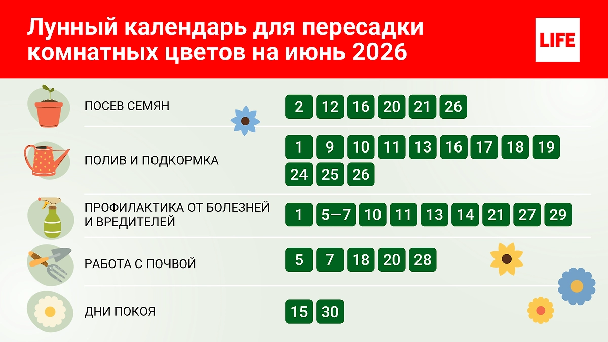 Июнь 2026: благоприятные даты для ухода за домашними растениями по лунному календарю 2026. © Инфографика Life.ru