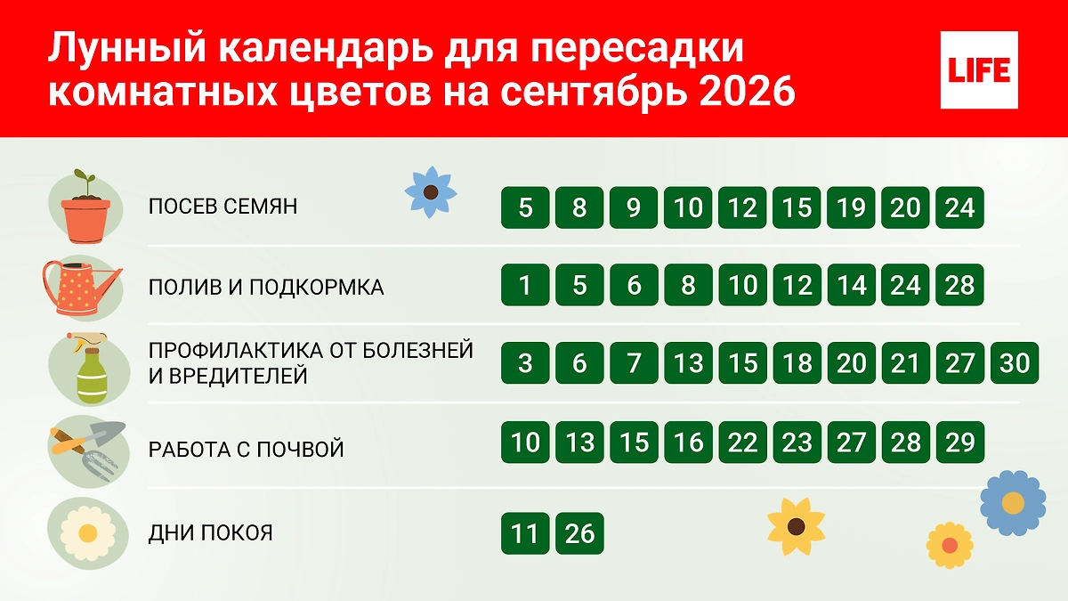 Таблица по уходу за комнатными растениями на сентябрь 2026: когда и как удобрять, поливать и пропалывать? © Инфографика Life.ru