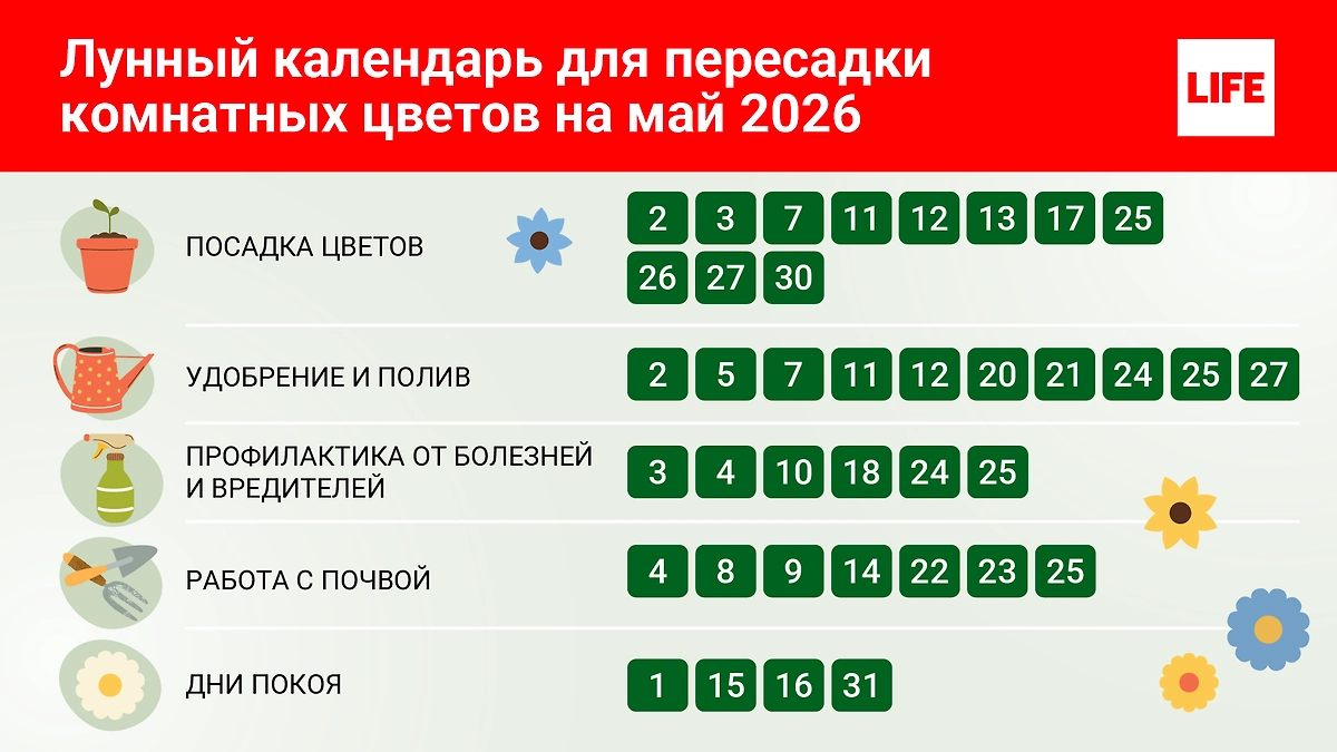 Лунный календарь для пересадки комнатных растений на май 2026. © Инфографика Life.ru