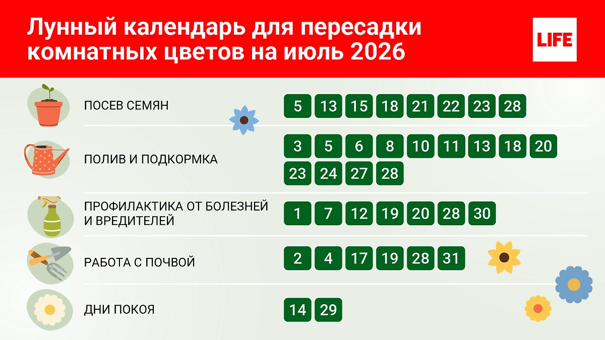Лунный календарь 2026: самые благоприятные дни для ухода за растениями в июле 2026 года. © Инфографика Life.ru