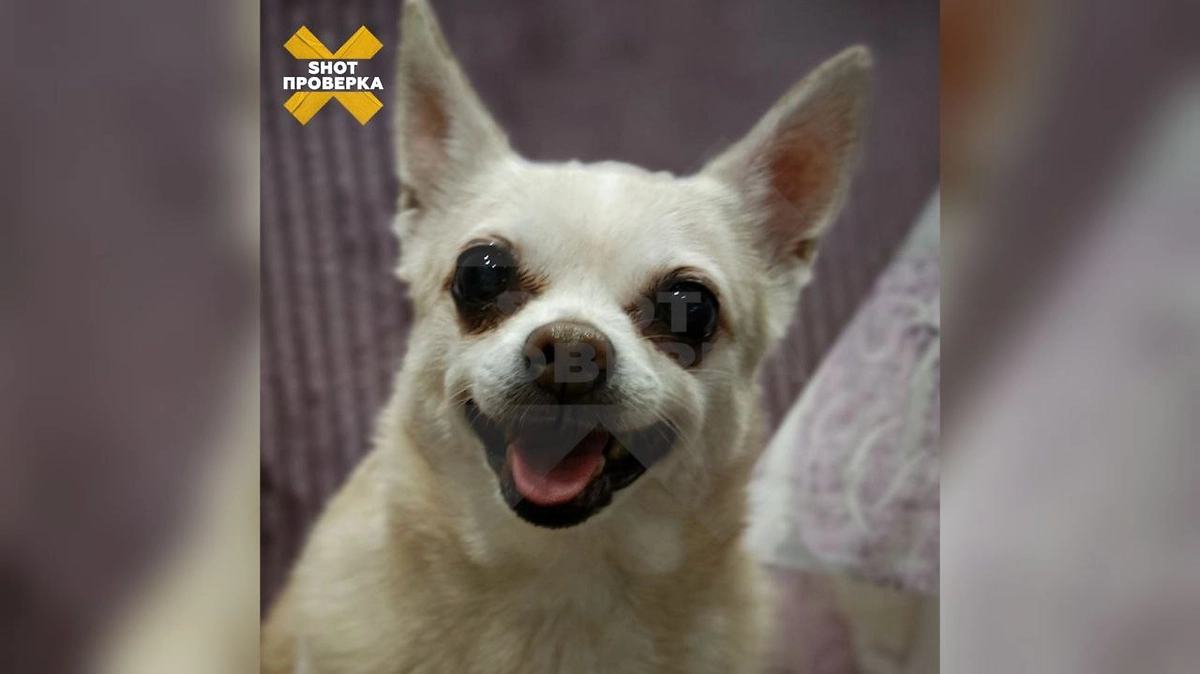 Целая банда догхантеров терроризирует животных в Волгоградской области. Фото © Telegram / SHOT ПРОВЕРКА