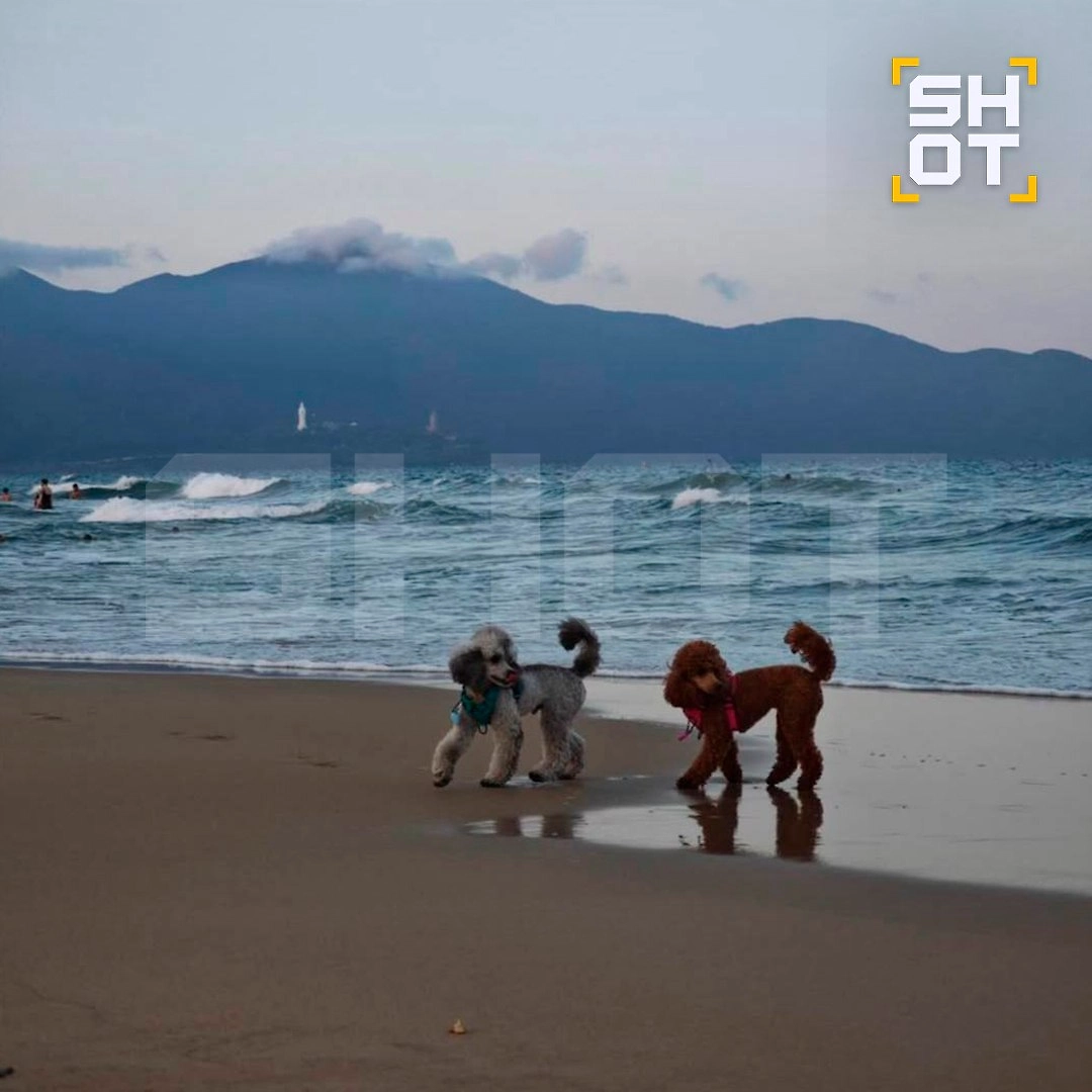 Собачки россиянина. Фото © Telegram / SHOT