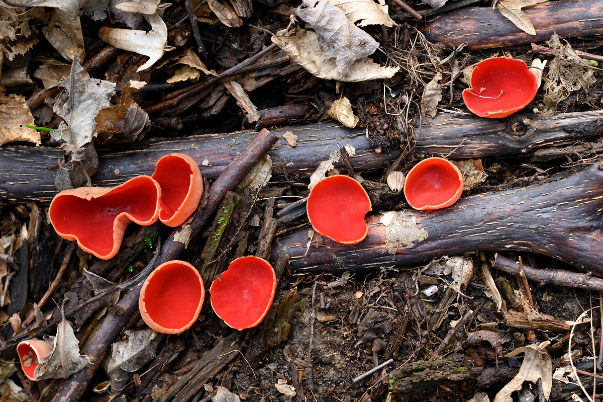 Грибы саркосцифы, или «эльфовы чашечки». Фото © Shutterstock / FOTODOM / Smit