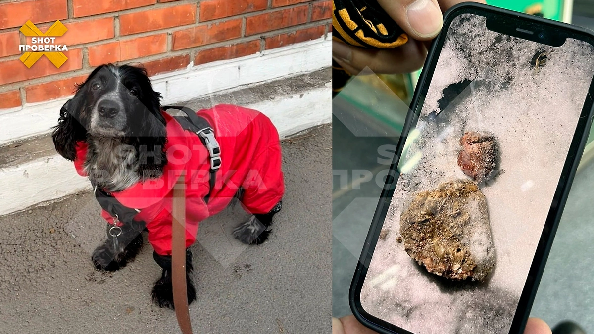 Догхантеры травят собак в Тыве. Фото © Telegram/ SHOT ПРОВЕРКА