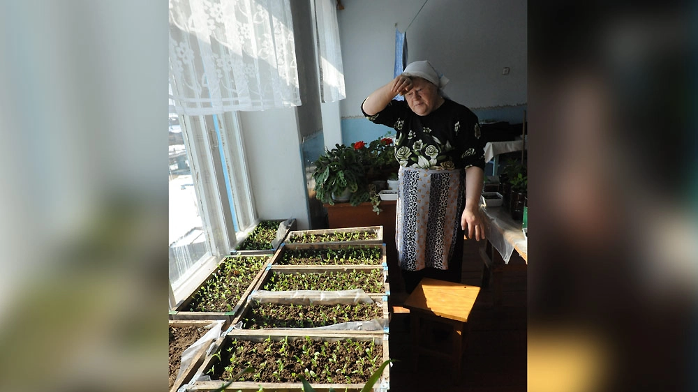 Когда сажать рассаду в 2026 году: сроки и правила посева для хорошего урожая. Фото ©&nbsp;ТАСС / Евгений Епанчинцев