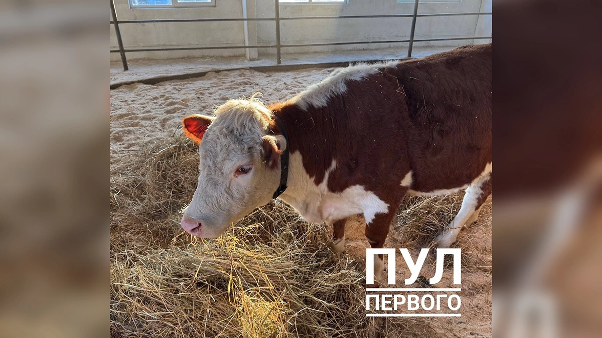 Лукашенко получил в подарок корову. Фото © Telegram / Пул Первого