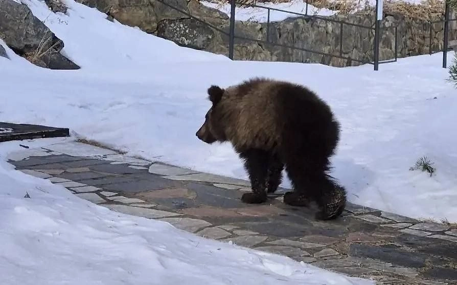 В Иркутске в пластиковом баке нашли истощённого медвежонка. Фото © Telegram / Питомник собак «К-9»