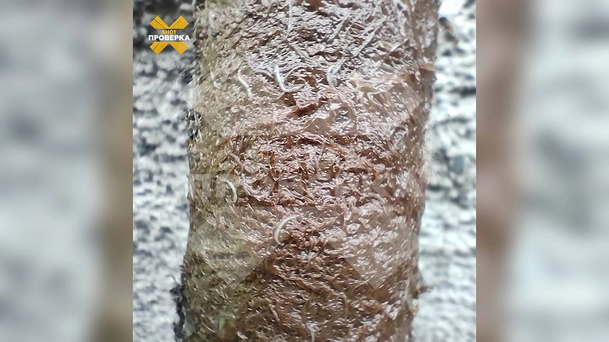 Вода с «червями» течёт из кранов в Красноярском крае уже три года. Фото © Telegram / SHOT ПРОВЕРКА