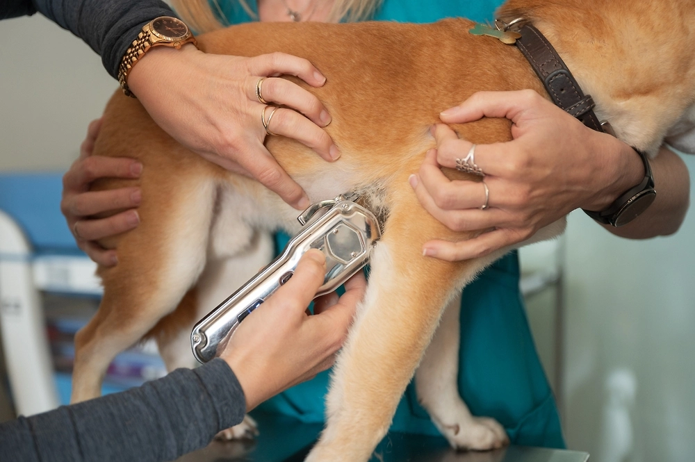 Обложка © Shutterstock / FOTODOM / Gonzalo Infiesta