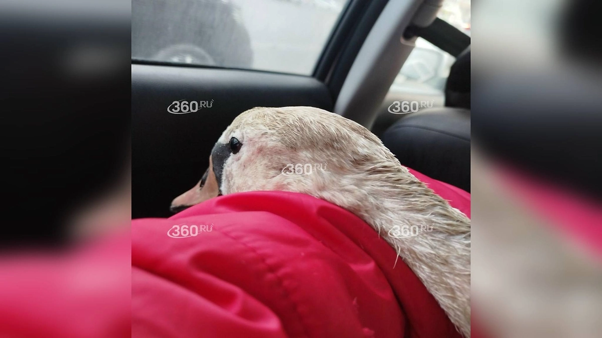 Молодой лебедь. Фото © 360.ru