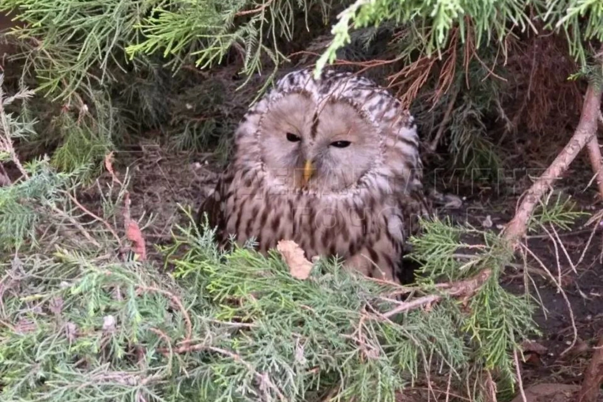В столице спасли сову, ударившуюся о стену. Обложка © Telegram / ЧСтные новости Москвы