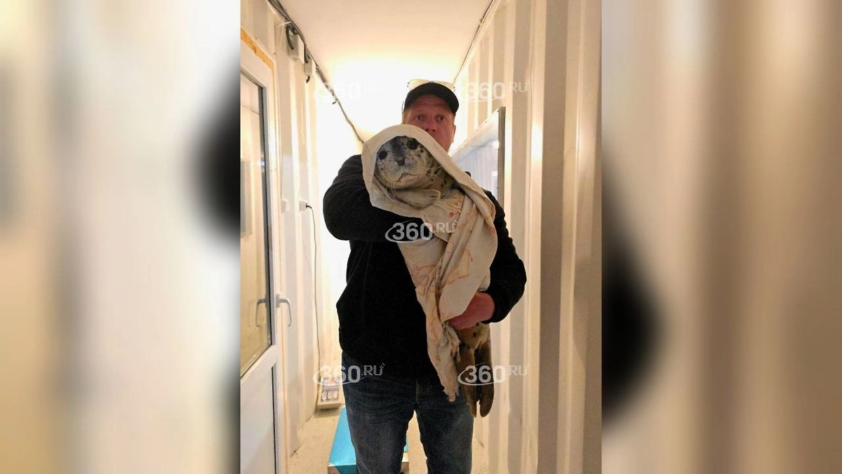 Спасение молодого тюленя. Фото © Telegram / 360.ru