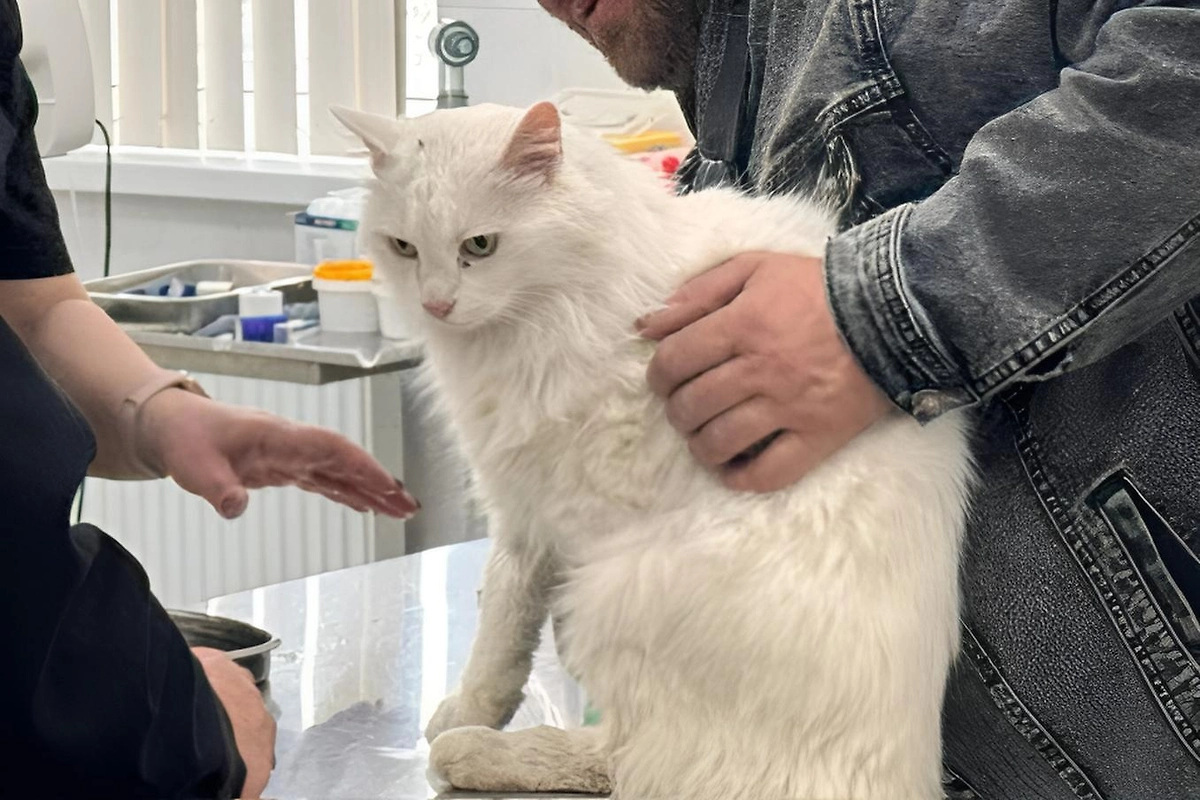 Обложка © Telegram / РаZVожаев