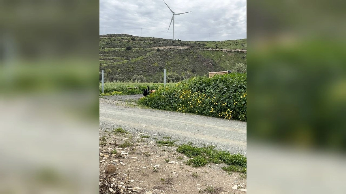 На рекордсменку России Масанову напали собаки во время пробежки на Кипре. Фото © Telegram / Nezwanka: про бег, вселенную и всё остальное