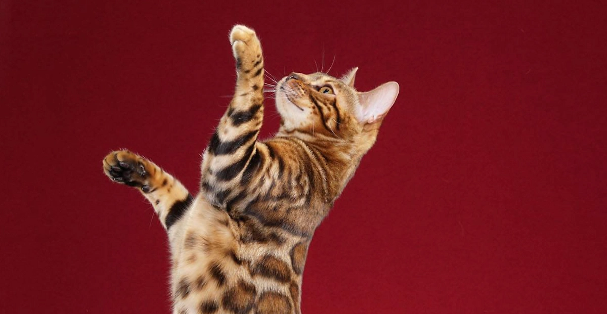 Как астрология поможет выбрать подходящую породу кошки. Фото © Wikipedia / Lightburst