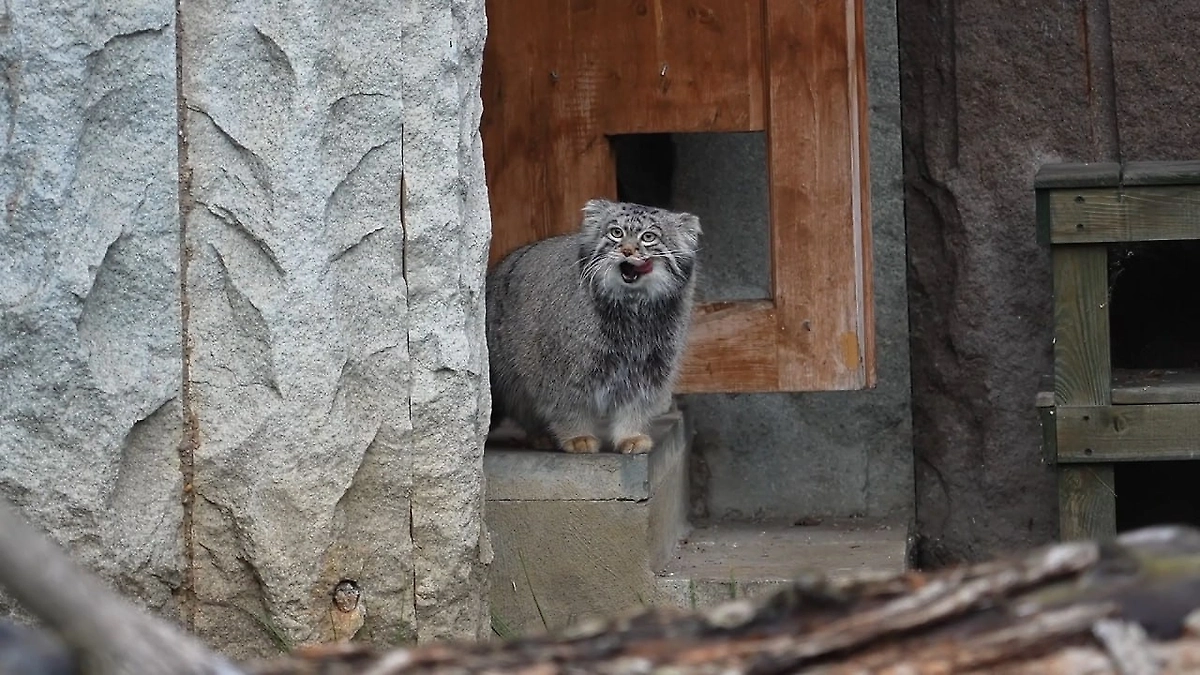 Зоопарк в Польше отказался предоставлять невесту манулу Тимофею
