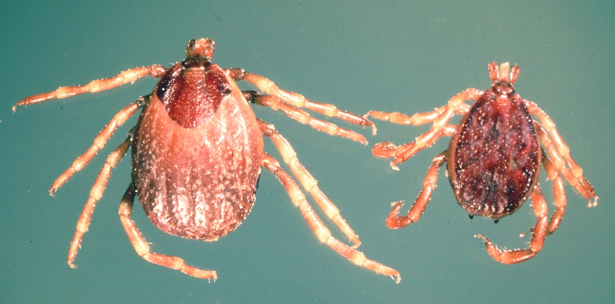 Клещ Hyalomma. Фото ©&nbsp;Wikipedia / Alan R Walker