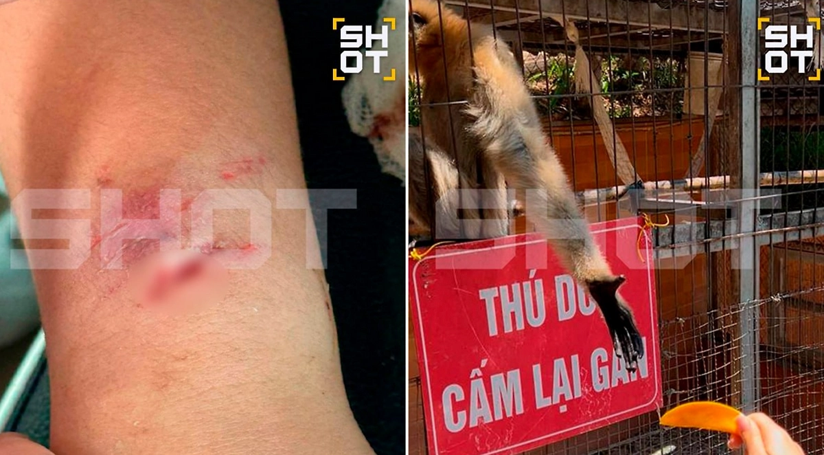 Во Вьетнаме обезьяна напала на четырёхлетнего россиянина. Фото © SHOT 