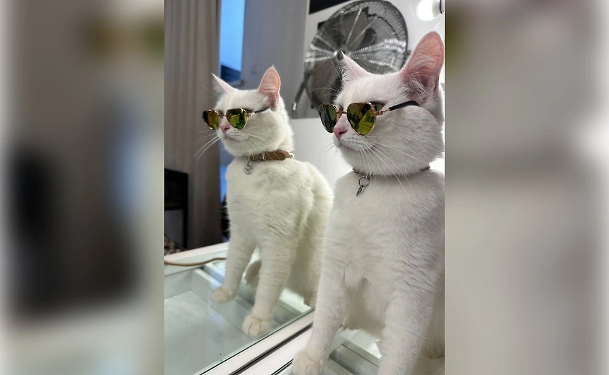 Кошка Мерседес. Фото © Предоставлено Life.ru